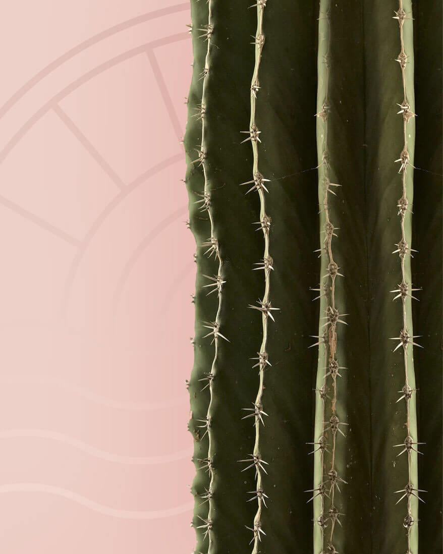 Image of a cactus